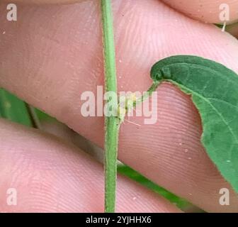 Schlankes Dreisaat-Quecksilber (Acalypha gracilens) Stockfoto