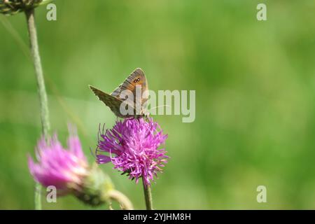 Ringlet aus Messing (Erebia cassioides) Stockfoto