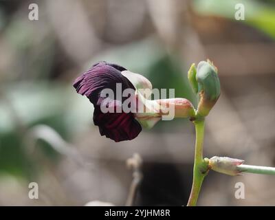 Violette Buschbohne (Macroptilium atropurpureum) Stockfoto