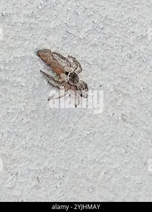 Tan Jumping Spider (Platycryptus undatus) Stockfoto