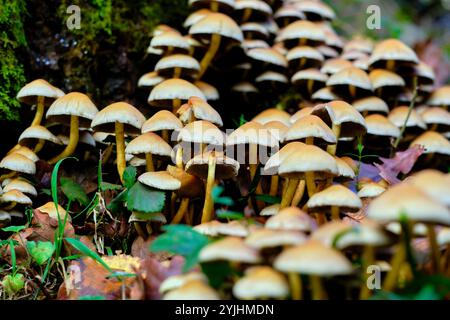 Nahaufnahme einer dichten Gruppe von Armillaria-Pilzen, die im Waldboden von Ucieda im Cabuerniga-Tal in Kantabrien, Spanien, wachsen. Stockfoto