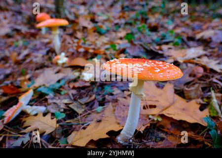 Nahaufnahme von zwei Amanita Muscaria oder Fliegenpilzen mit Orangenkappen und weißen Flecken, die zwischen gefallenen Blättern in einem Eichenwald wachsen. Stockfoto