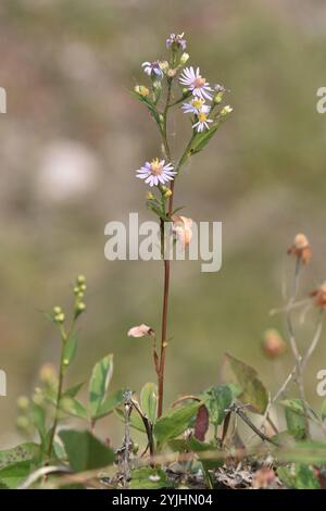 Lindley's Aster (Symphyotrichum ciliolatum) Stockfoto