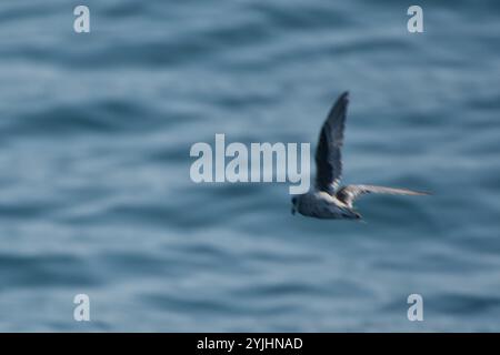 Gabelschwanzsturm-Petrel (Hydrobates furcatus) Stockfoto