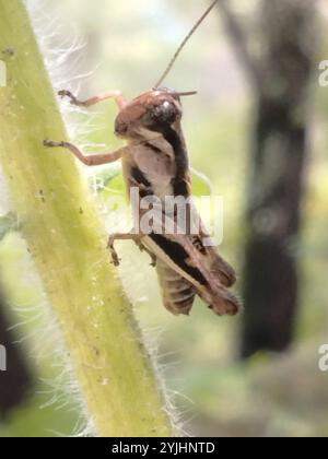 Keeler's Spur-Kehle Grasshopper (Melanoplus keeleri) Stockfoto