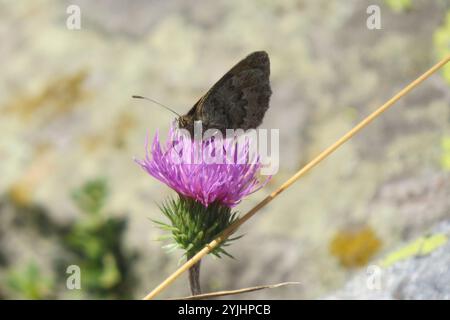 Ringlet aus Messing (Erebia cassioides) Stockfoto