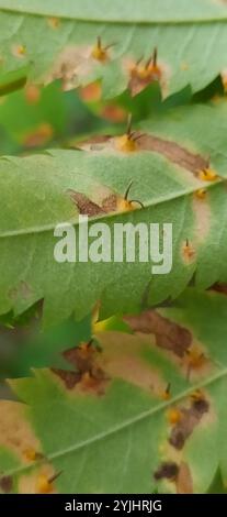 rowan Crown (Gymnosporangium cornutum) Stockfoto