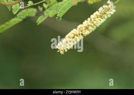 Catechu (Senegalia catechu) Stockfoto