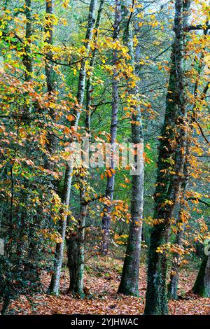 Ein dichter Blick auf einen Eichenwald in Spanien im Herbst. Die Bäume zeigen leuchtend orange und gelbe Blätter Stockfoto