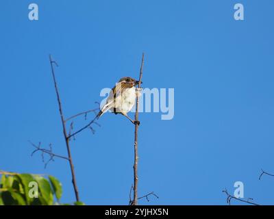 Leicht belüfteter Bulbul (Pycnonotus sinensis) Stockfoto