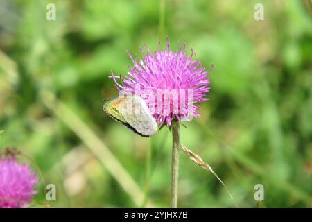 Ringlet aus Messing (Erebia cassioides) Stockfoto