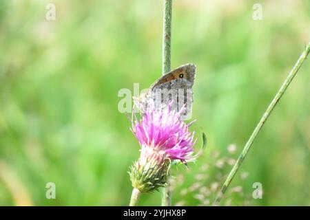 Ringlet aus Messing (Erebia cassioides) Stockfoto