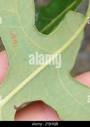 Pfosteneiche (Quercus stellata) Stockfoto