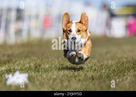 Pembroke Welsh Corgi Lure Course Sprint Dog Sport Stockfoto
