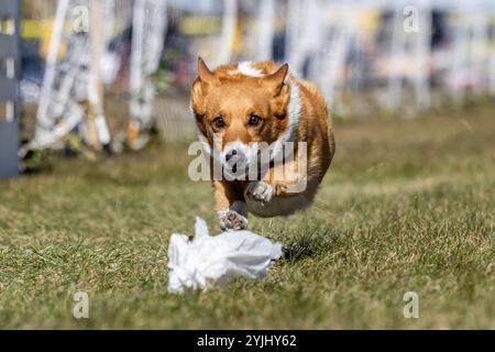 Pembroke Welsh Corgi Lure Course Sprint Dog Sport Stockfoto