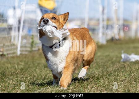 Pembroke Welsh Corgi Lure Course Sprint Dog Sport Stockfoto