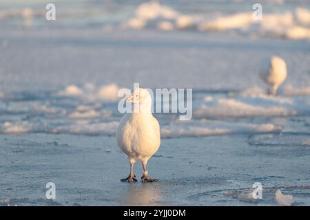 Sheathbill auf dem Eis in der Antarktis, Chionis alba, SüdOcea Stockfoto