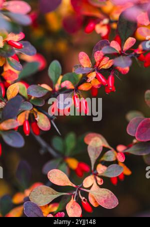 Nahaufnahme der bunten Blätter des japanischen Berberbergsstrauchs im Herbst. Stockfoto