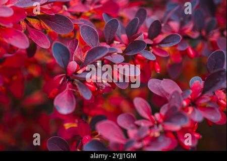 Nahaufnahme von bunten Blättern und Beeren auf Berberberitze-Sträuchern im Herbst. Stockfoto