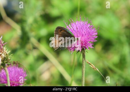 Ringlet aus Messing (Erebia cassioides) Stockfoto