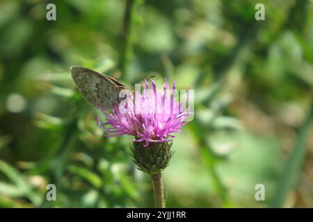 Ringlet aus Messing (Erebia cassioides) Stockfoto