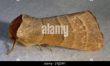 Walnuss Raupenmotte (Datana integerrima) Stockfoto