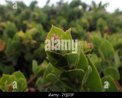 Manzanita am Berg San Bruno (Arctostaphylos imbricata) Stockfoto