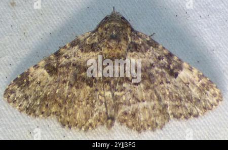Pilzmotten (Metalectra discalis) Stockfoto