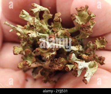 Gebräunte Pixie Flechten (Cladonia gracilis turbinata) Stockfoto