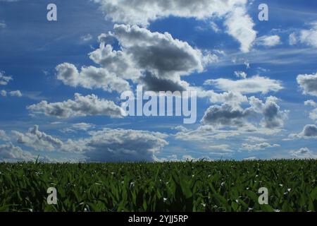 Wolken am blauen Himmel über einem Sommerfeld Stockfoto