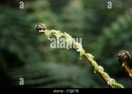 Der Baumfarnwedel in Neuseeland Stockfoto