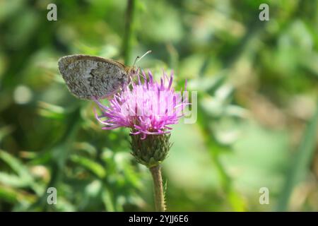 Ringlet aus Messing (Erebia cassioides) Stockfoto