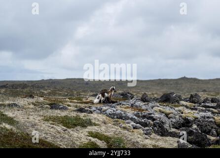 Polarfuchs in Island im Sommer Stockfoto
