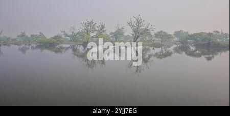 Eine stimmungsvolle, nebelige Landschaft in der Abenddämmerung, Bharatpur Bird Sanctuary, Keoladeo National Park, Bharatpur, Rajasthan, Indien. Stockfoto