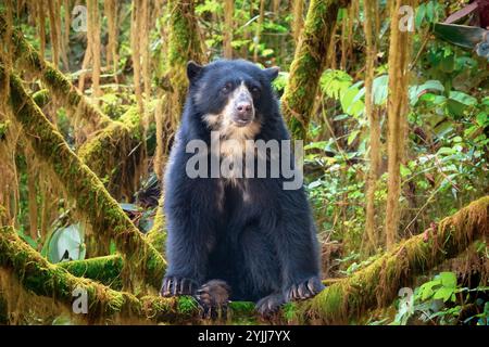 Brillenbär (Tremarctos ornatus) mit selektivem Fokus und Tiefenunschärfe. Stockfoto