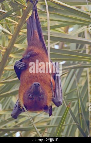 Indian Flying Fox (Pteropus giganteus), hängt in einem Baum, Bharatpur Vogelschutzgebiet, Keoladeo Nationalpark, Bharatpur, Rajasthan, Indien. Stockfoto