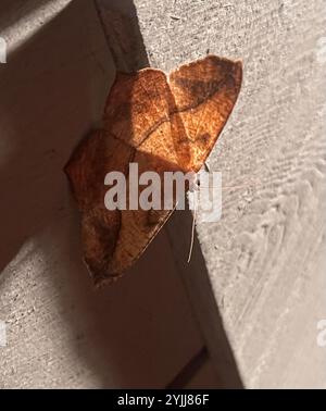 Große Ahorn Spanworm Motte (Prochoerodes lineola) Stockfoto