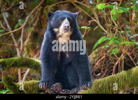 Brillenbär (Tremarctos ornatus) mit selektivem Fokus und Tiefenunschärfe. Stockfoto