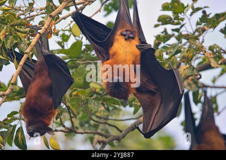 Indische Fliegende Füchse (Pteropus giganteus), in einem Baum hängen, Bharatpur Vogelschutzgebiet, Keoladeo Nationalpark, Bharatpur, Rajasthan, Indien. Stockfoto