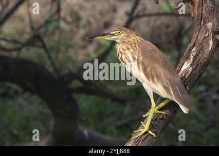 Indischer Teichreiher (Ardeola grayii), hoch auf einem Baum, Bharatpur Vogelschutzgebiet, Keoladeo Nationalpark, Bharatpur, Rajasthan, Indien. Stockfoto