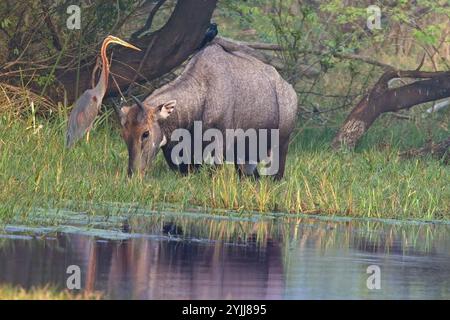 Nilgai (Boselaphus tragocamelus) Fütterung mit einem Purpurreiher (Ardea purpurea) in Anwesenheit, Bharatpur Vogelschutzgebiet, Keoladeo Nationalpark, Bharatp Stockfoto