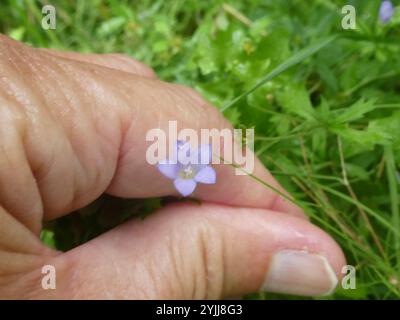 Efeu-leaved Glockenblume (Wahlenbergia Hederacea) Stockfoto