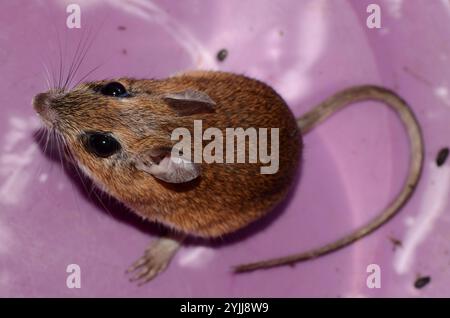 Bushveld-Gerbil (Gerbilliscus leucogaster) Stockfoto