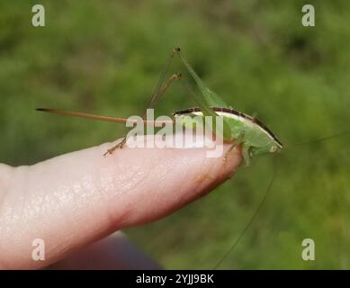 Gerade geschnittene Wiese Katydid (Conocephalus strictus) Stockfoto