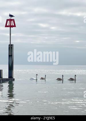 Bournemouth, Dorset, Großbritannien. November 2024. Wetter in Großbritannien: Familie von Schwänen schwimmen an einem bewölkten und ruhigen Strand von Bournemouth. Hinweis: Nidpor/Alamy Live News Stockfoto