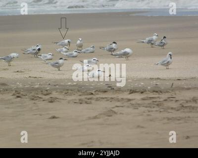 Schneekrone (Sterna trudeaui) Stockfoto