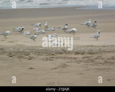 Schneekrone (Sterna trudeaui) Stockfoto