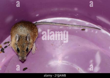 Bushveld-Gerbil (Gerbilliscus leucogaster) Stockfoto