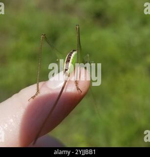 Gerade geschnittene Wiese Katydid (Conocephalus strictus) Stockfoto