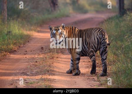 Tiger (Panthera tigris), Wildtiere bhopal, Indien Stockfoto